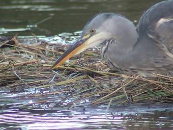 Blauwereiger150902